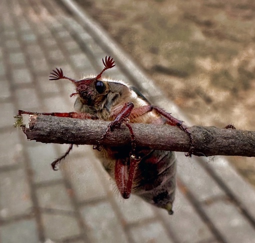 Майский жук передает привет химчанам 🪲  Фото - Екатерина..