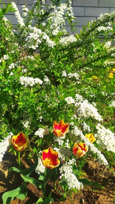 Май в Королёве и во дворах цветут тюльпаны и нарциссы. 😍😍😍
И в нашем дворе расцвели тюльпаны, очень..