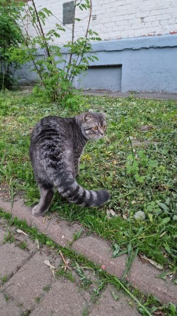 Добрый вечер
На Парковой бегает и плачет ухоженый, породистый кот. Кто..