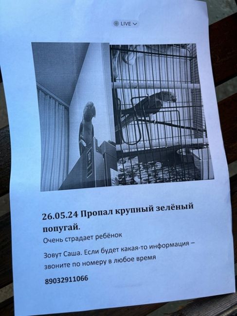 Пропал попугай
Сергиев Посад 
Здравствуйте 26.05.2024 улетел попугай девока на северном возле садика Катюша..
