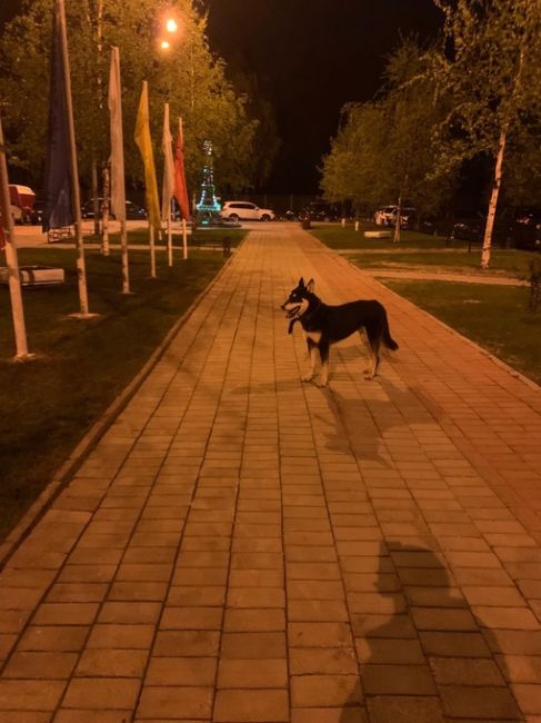 У 22 дома на Твардовского , собака ищет своего хозяина..