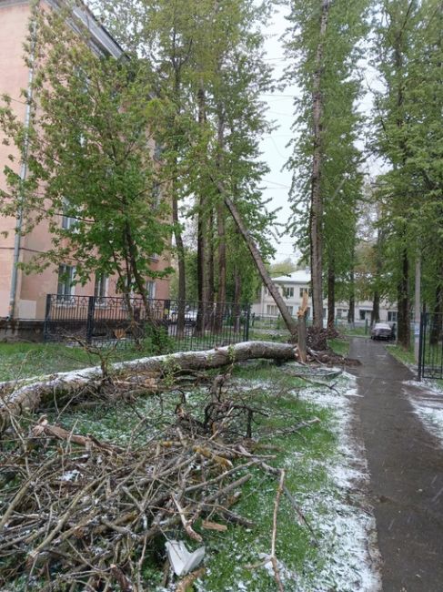 На заводской дерево упало на дом, а второе практически месяц тут..