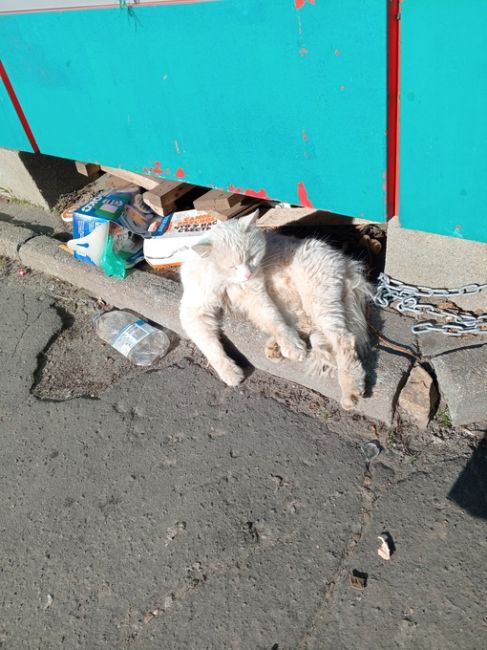 На Южном, возле магазина Дикси (Некрасова,11) стоит палатка, а около нее обитает бездомный котик. Его..