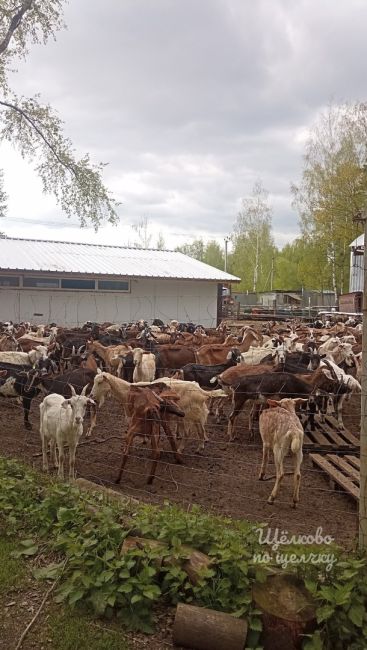 Хозяйство «Кожино» в..