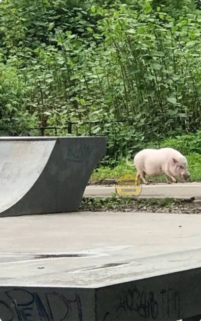 А теперь к важным новостям! В парке Толстого завелась хрюша, которая облюбовала скейт-парк..