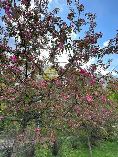 На Химкинском Арбате расцвела декоративная яблоня, несмотря на снег и холод..