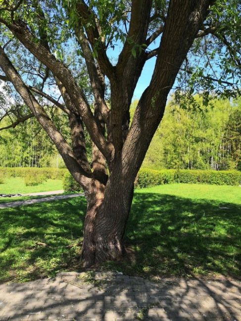 🌳Вчера, 14 мая, в 11 часов утра на территории школьного озера произошёл вопиющий случай. Рабочий в спецодежде..