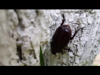 Если увидите такого жука - не трогайте его и оставьте в покое 🐞 
Это редчайший жук-олень. Жук занесен в..