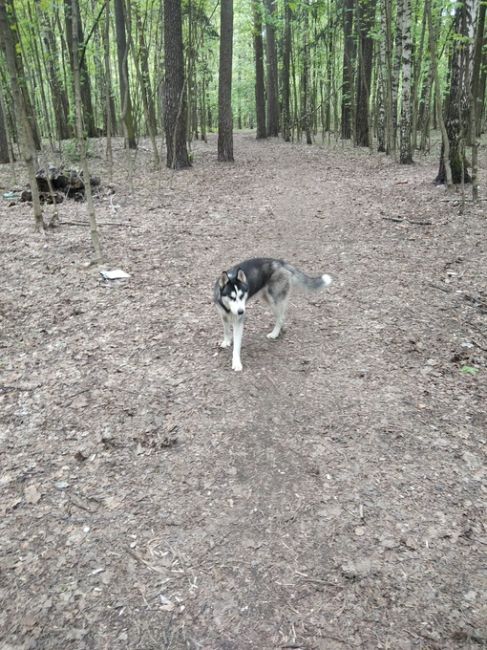 Чей пёс? В лесу на..