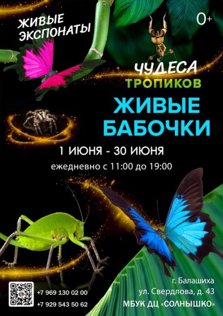 🦋 ВЫСТАВКА ЖИВЫХ БАБОЧЕК 
приглашает жителей и гостей города Балашиха! 
В небольшом пространстве ДЦ..