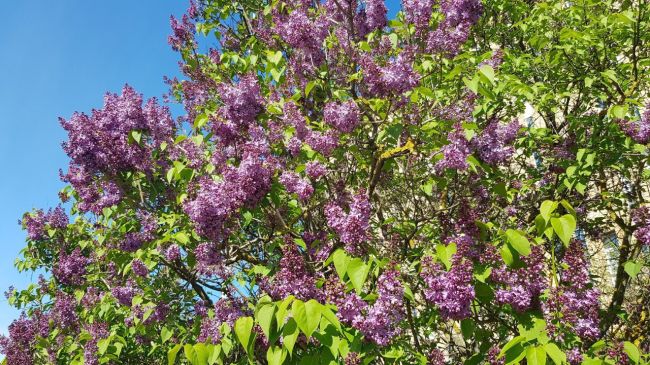 🌸В Электростали распускается..