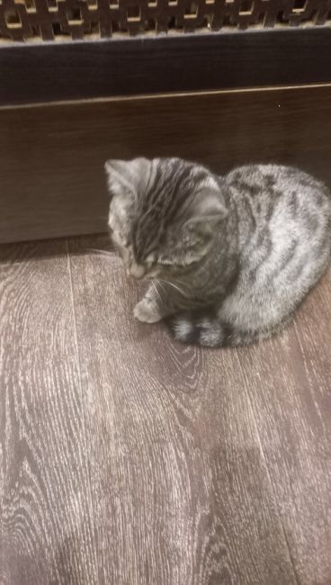 Найден котик !!!Урицкого 66,68 у пятерочки, на вид месяцев 8,видно что домашний!!!Оставили пока у себя !Ищем старую..
