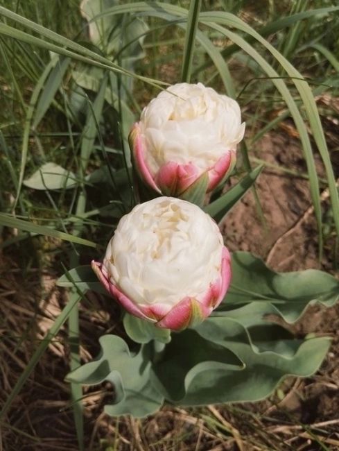 Минутка красоты 🌷  Удивительный вид тюльпанов, похожих на мороженое –..