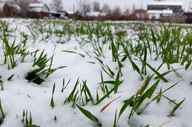 Снег может выпасть в Москве и области уже в понедельник, 6 мая — заявляют синоптики. 
Также эксперты..