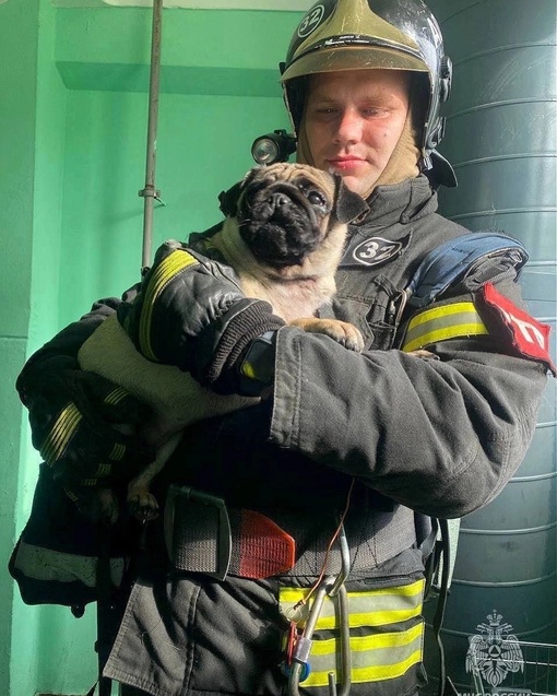 В Подмосковье пожарные спасли собаку из горящей квартиры. Произошло это благодаря бдительным соседям. Они..
