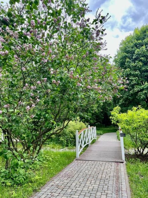 Сиреневый сад в Сокольниках 🌿  Фото: Наталия..