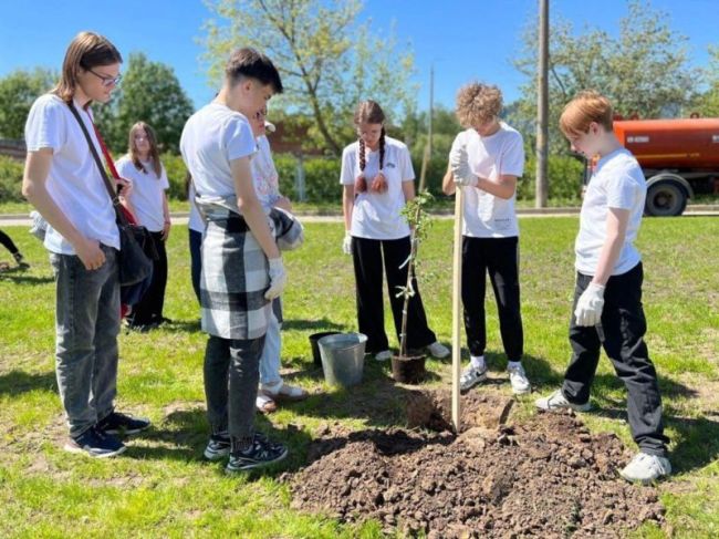 Саженцы яблони из Ивантеевского питомника высадили в родном городе селекционера Исаева  Яблоневый сад в..