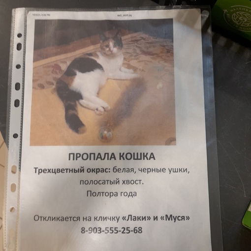 ПРОПАЛА КОШКА! 
Королёв, Юбилейный, район 3-го городка. 
Хозяйка ищет уже больше 2х..