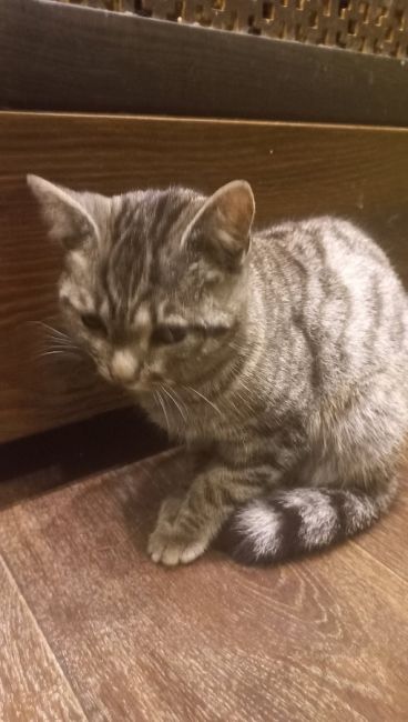 Найден котик !!!Урицкого 66,68 у пятерочки, на вид месяцев 8,видно что домашний!!!Оставили пока у себя !Ищем старую..