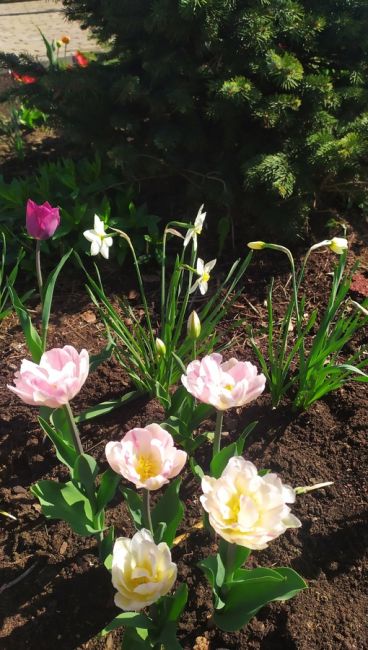 Май в Королёве и во дворах цветут тюльпаны и нарциссы. 😍😍😍
И в нашем дворе расцвели тюльпаны, очень..