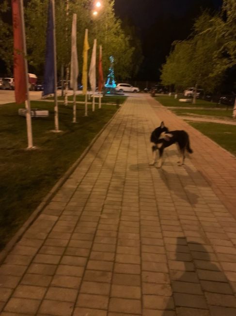 У 22 дома на Твардовского , собака ищет своего хозяина..