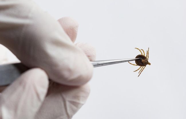 🕷 Будьте внимательны на прогулках!
126 жителей нашего округа обратились за помощью медиков после укусов..