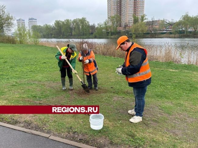 Саженцы осины и дуба высадили на набережной реки Серебрянки в Пушкино в ходе субботника  Жители..