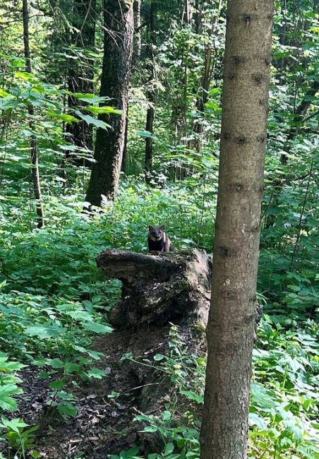 🦫В 10 утра сегодня в лесу в 1 микрорайоне можно было увидеть удивительное животное. Кто знает, что это за..