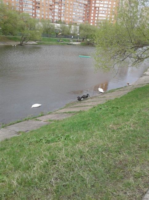 В Барашкинском пруду замечена ондатра! 😱  Редкое зрелище, обычно в этом месте только утки плавают и..