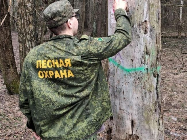 В Ивантеевке вырубят аварийные деревья после жалоб жителей  Специалисты Московского учебно-опытного..