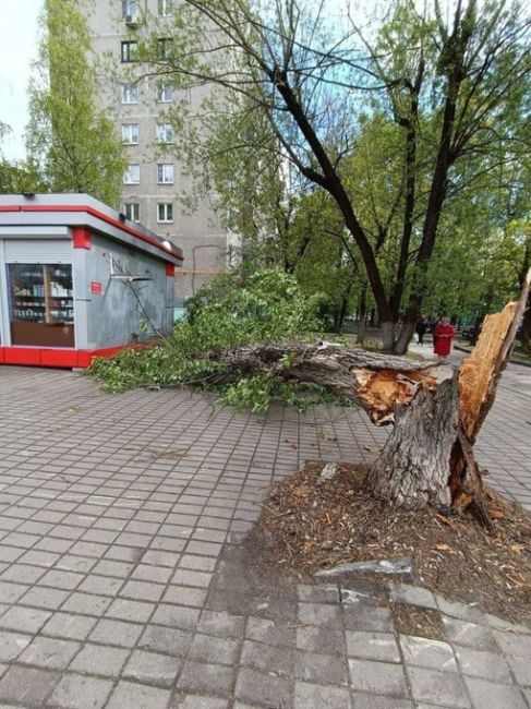 ПРОНЕСЛО 😅
На Южном дерево упало. Еще чуть-чуть и на магазин..