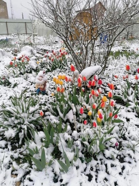 Тюльпаны в снегу, погода в мае не перестает удивлять..