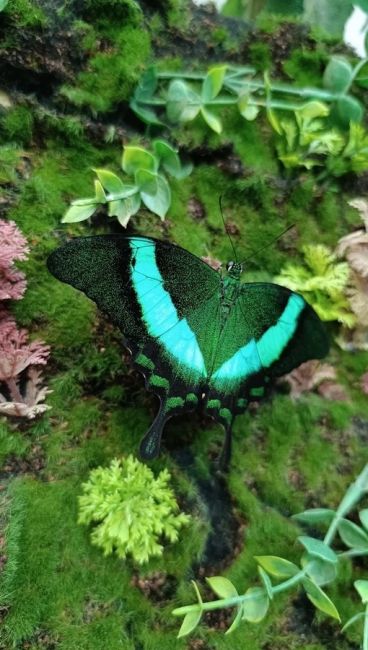 🦋 ВЫСТАВКА ЖИВЫХ БАБОЧЕК 
приглашает жителей и гостей города Балашиха! 
В небольшом и уютном пространстве..