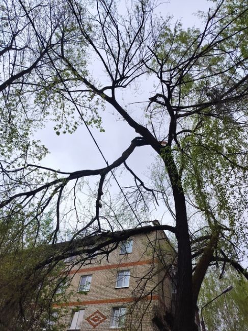 Проезд Бондаренко д.16.сломаные деревья свисают над тротуаром.нкс не..