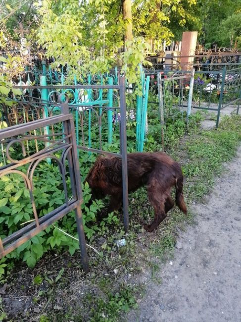 СРОЧНО ‼️  Примерно в 20.00 в районе Никольско-Трубецкое встретила собачку шоколадного цвета, с ошейником, в..