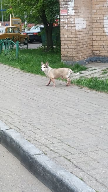 Бродит собачка (на вид вполне безмятежно) на 2-Балашихе:
Спортивная 17  Может, кто-то в курсе:..