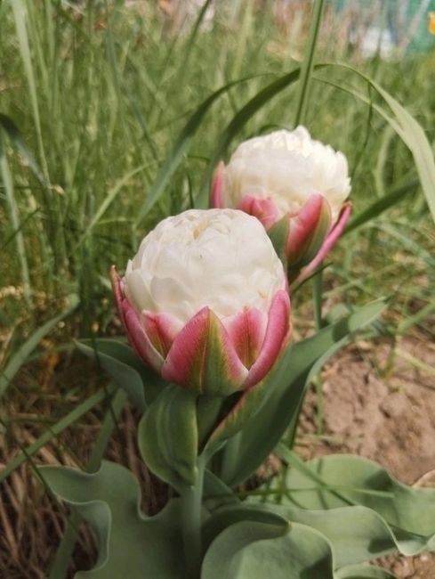 Минутка красоты 🌷  Удивительный вид тюльпанов, похожих на мороженое –..