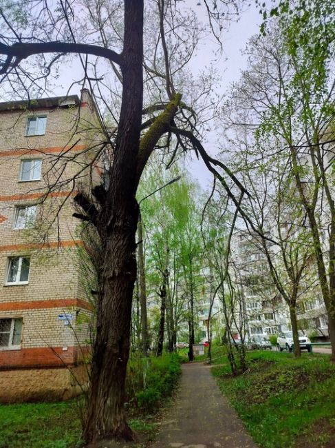 Проезд Бондаренко д.16.сломаные деревья свисают над тротуаром.нкс не..