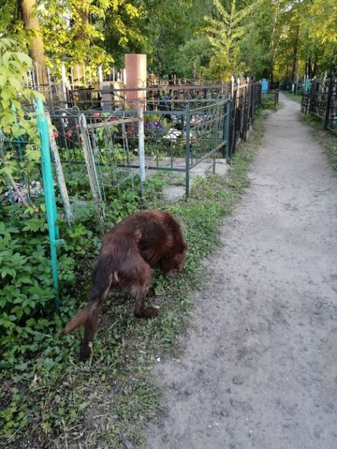 СРОЧНО ‼️  Примерно в 20.00 в районе Никольско-Трубецкое встретила собачку шоколадного цвета, с ошейником, в..