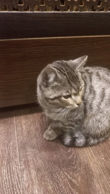 Найден котик !!!Урицкого 66,68 у пятерочки, на вид месяцев 8,видно что домашний!!!Оставили пока у себя !Ищем старую..