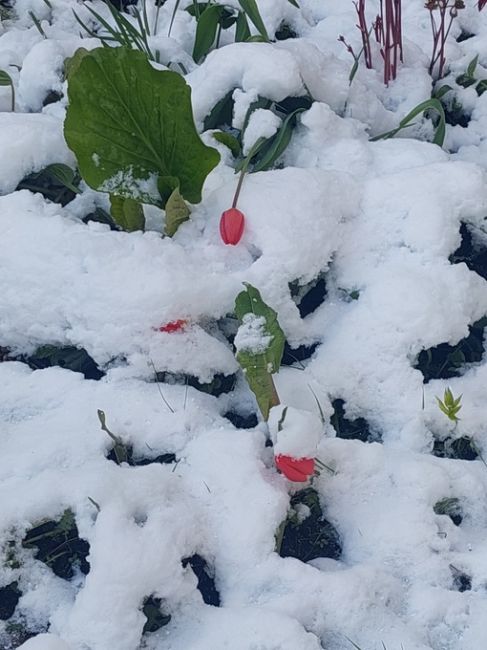 Тюльпаны под снегом, ни кто не заказывал на 9..