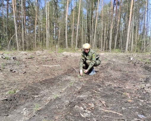 🌲🌲 В Коломне восстанавливают сосновый лес  Вблизи деревни Паньшино городского округа Коломна проводится..