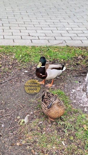 Влюбленная парочка на ул. Победы в старых Химках 🥰  Скоро появится выводок..