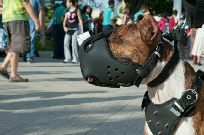 В Госдуму внесен проект о штрафе до 3 тысяч рублей за выгул собак потенциально опасных пород без намордника и..