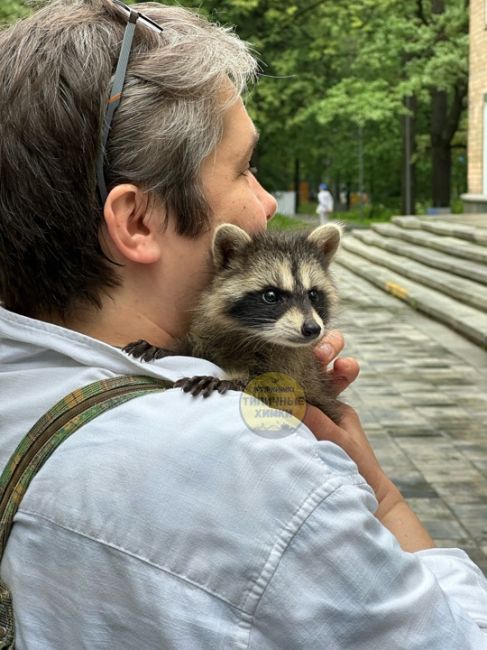 Знаете ли вы, что в старых Химках есть переулок Енотов? 🦝  Находится он между гимназией №9 и детским садом..