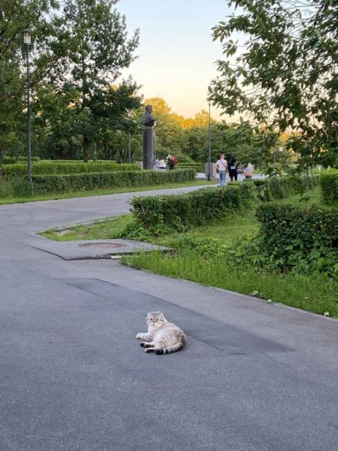 🐈Кто потерял кота?  Кот находится в парке, рядом с памятником..