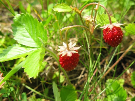 🍓В подмосковных лесах начался сезон земляники. Благодаря тёплой весне ягоды начали созревать раньше июля и..