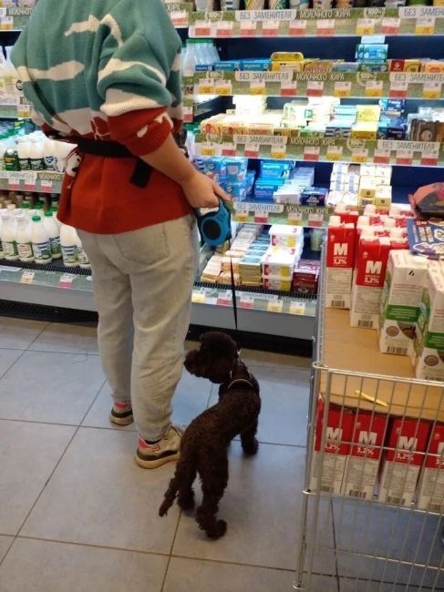 Магазин Лента , Ленина 44 , постоянно в магазины ходят с собаками , при входе написано , что с маленькими..