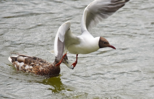 🦆🐥 На водоемах Коломны у птиц важная пора воспитания потомства. Иногда между разными видами возникают..