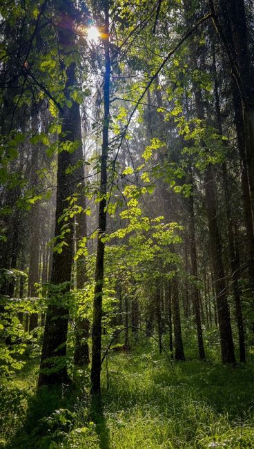 Национальный парк Лосиный остров в Мытищах🦌🌳 
Возвращаться в город всегда неохота. Зелёный оазис в пару км..